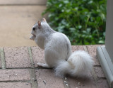 P1130401 White Squirrel Finds Seeds!