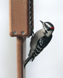 IMG_9206 Love these little downy woodpeckers