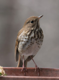 P1080062 Hermit Thrush