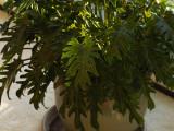 SIL50054 Philodendron bipinnatifidum
