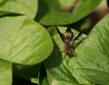 P1080953 Paper Wasp on Wild Ginger