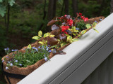 SIL80060 New Horse Trough Planter Box