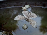 P6260004 Moth and Sourwood Blossom