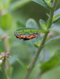 IMG_0834 Acrobatic Milkweed Bugs