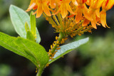 P7310108 Milkweed/Oleander Aphids