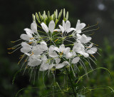 P7310119 Cleome after a rainy night