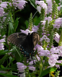 P1100391 Black Swallowtail - Female Dark Papilio Glaucus