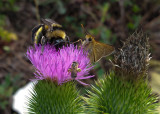 20160817_105723 Busy Thistle Visitors