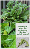 Massacred Radish Plants