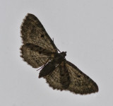 IMG_1771 Moth on window