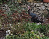 PB140082 The turkeys have discovered my entryway bird feeder