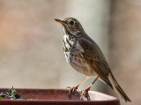 IMG_2276 hermit thrush