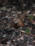 _MG_8914 Female Towhee Reacting to Sounds I Was Making