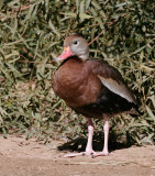 Black-bellied Whistling Duck