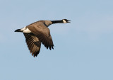 Canada Goose Flight