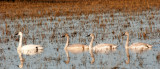 Trumpeter Swans: Adult with three Juveniles
