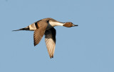 Northern Pintail Male Flight