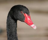 Black Swan Adult