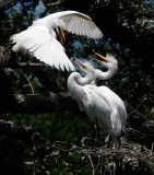 Great Egret: family interaction.
