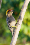 Golden-cheeked Woodpecker 
