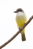 Thick-billed Kingbird