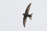 Gierzwaluw / Common Swift, juni 2014