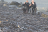 Izabeltapuit met vogelaars /  Isabelline Wheatear with birders, oktober 2013