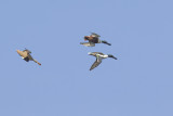 Slobeenden / Northern Shovelers, maart 2014