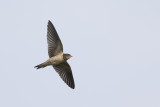 Boerenzwaluw / Barn Swallow, juvenile, juli 2014