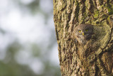Dwerguil / Pygmy Owl, januari 2014