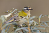 Vuurgoudhaantje / Firecrest, oktober 2014