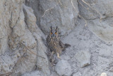 Ransuil / Long-eared Owl, oktober 2014