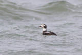 IJseend / Long-tailed Duck, februari 2014