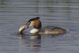 Fuut / Great Crested Grebe, april 2014