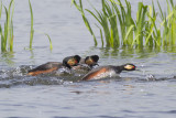 Geoorde Fuut / Black-necked Grebe, april 2014