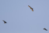 Velduil, verjaagd door Eksters / Short-eared Owl, chased by Magpies, november 2014