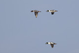 Brilduikers / Common Goldeneyes