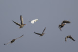 Greater White-fronted Geese, Greylag Goose and Great Egret