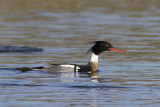 Middelste Zaagbek / Red-breasted Merganser