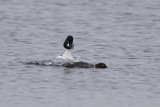 Brilduikers / Common Goldeneyes