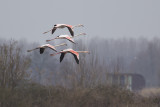 Flamingos / Greater Flamingos