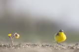 Gele Kwikstaart / Yellow Wagtail