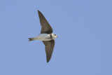 Oeverzwaluw / Sand Martin