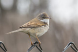 Grasmus / Common Whitethroat