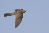 Koekoek / Common Cuckoo