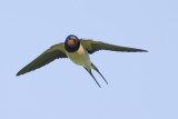 Boerenzwaluw / Barn Swallow