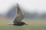 Zwarte Stern / Black Tern