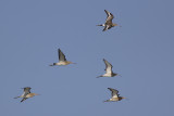 Gruttos / Black-tailed Godwits