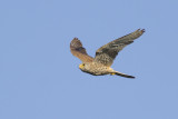 Torenvalk / Common Kestrel