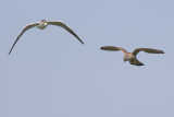 Kokmeeuw en Torenvalk / Black-headed Gull and Common Kestrel